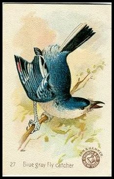 27 Blue Gray Fly Catcher